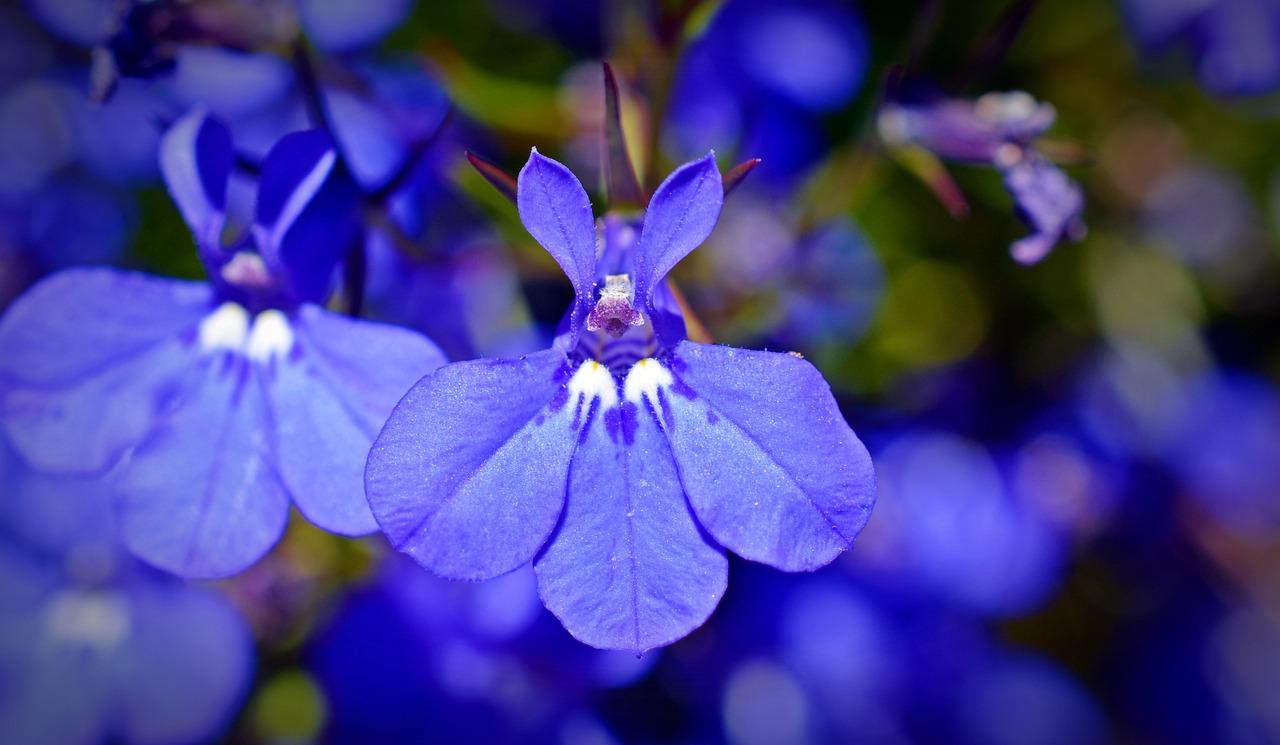 Lobelia